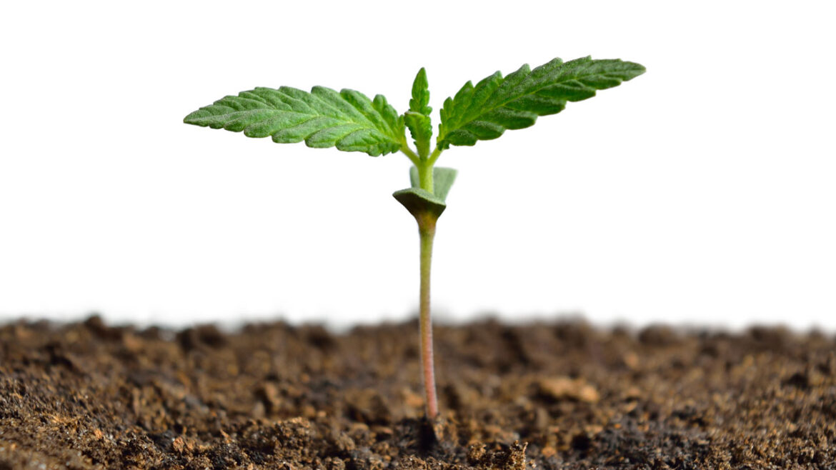 How to Germinate Cannabis Seeds