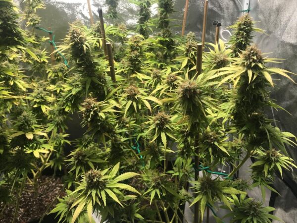 Mango Kush feminized seeds