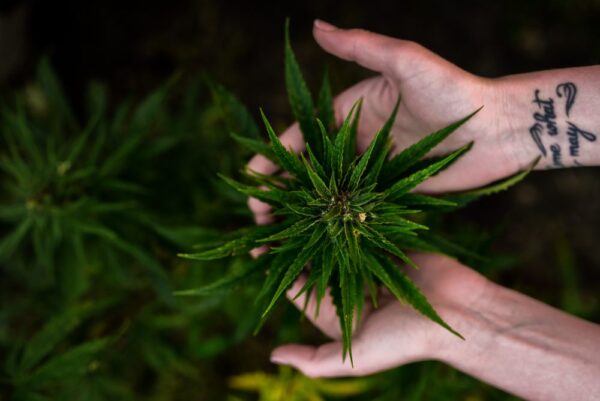 8 Beginner Friendly Marijuana Strains to Try Out