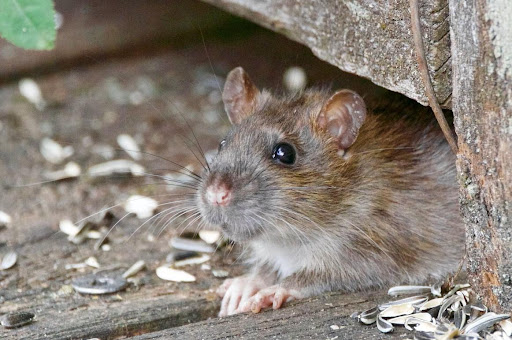 Why Should You Hire A Professional Rat Exterminator?