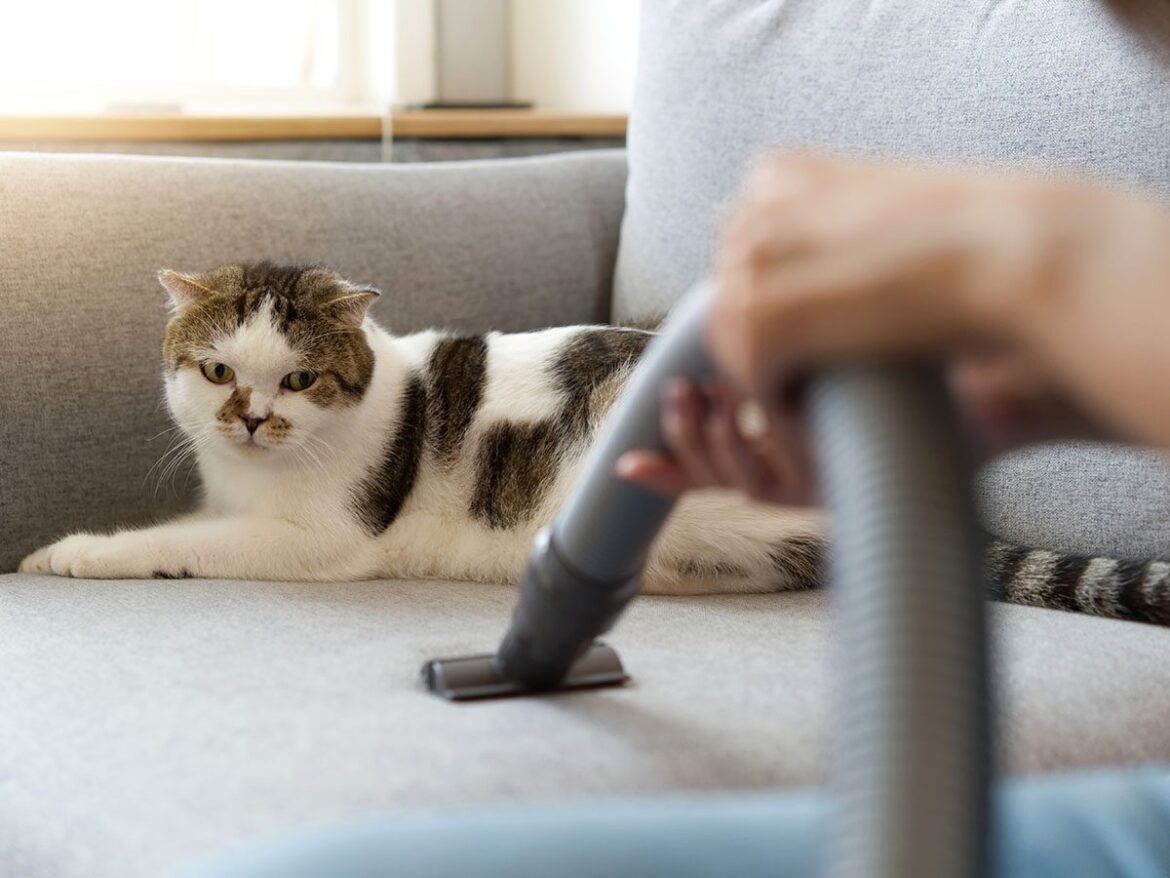 Tips For Cleaning Your Apartment When You Have Pets