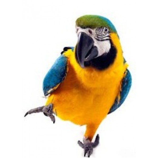Blue and Gold Macaw
