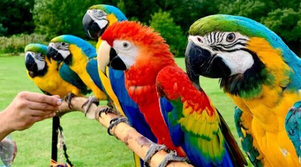 Macaw Parrot Price in India: From Pricey Pets to Precious Companions