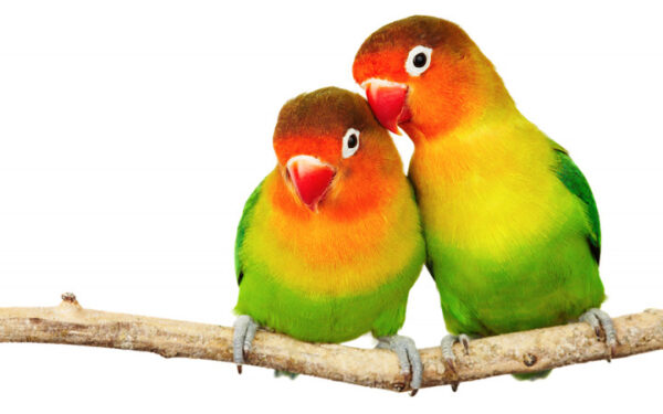 What’s the Deal with Love Birds Price in India?: Unveiling the Secret